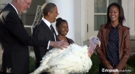 Obama-pardons-Cobbler-the-Thanksgiving-turkey