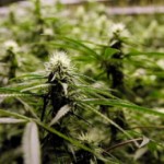 States vote to legalize marijuana - now what?