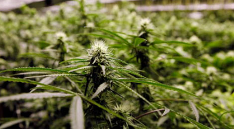 New Teen Marijuana Use Study Released