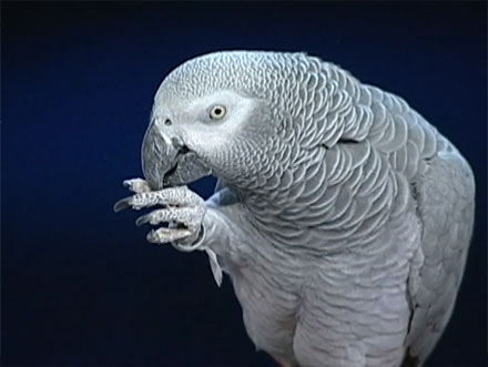 TED Talks: Einstein the Parrot Squacks and Talks (VIDEO)