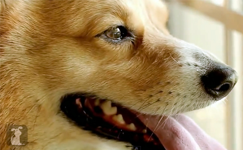 A Pet Corgi Performing Carly Rae Jepsen’s – ‘Call Me Maybe’ (VIDEO)