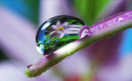 Louie Schwartzberg has 3 words: Nature Beauty Gratitude (VIDEO)