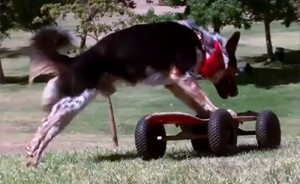 Amazing stunt dogs