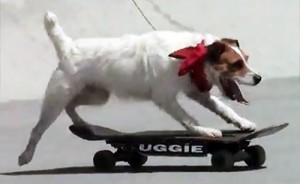 Amazing stunt dogs