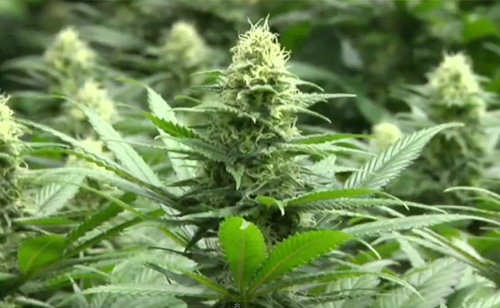 The Politics of Pot: Marijuana Goes Mainstream (VIDEO)