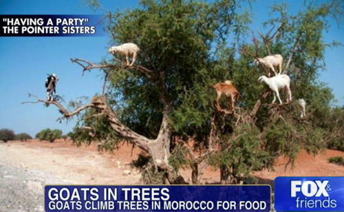 Fox & Friends Distracted by Goats in Trees (VIDEO)