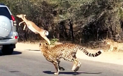 Impala Fleeing Two Cheetahs Leaps into Tourist's Car