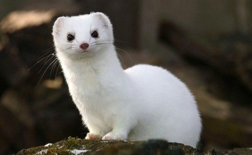 Activists Free Thousands of Minks from Cages