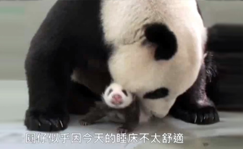Panda Mother Cradles Cub