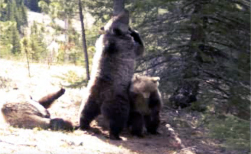 Canadian Bears Bust Out Dance Moves (VIDEO)