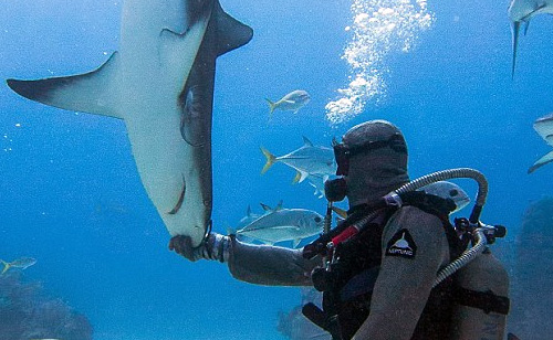 Shark Whisperer Hypnotizes Deadly Shark with a Gentle Nose Rub (VIDEO)