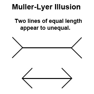 Muller-Lyer Illusion