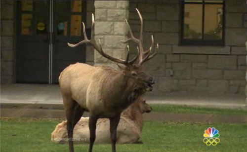 Elk’s Eerie Love Song Captivates Yellowstone Visitors