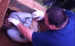 Shocking Video: Buried Alive, Man Freed From Brazil Grave