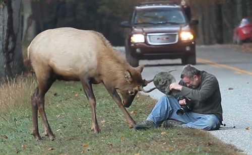 Photographer’s Death-Defying Joust With An Elk