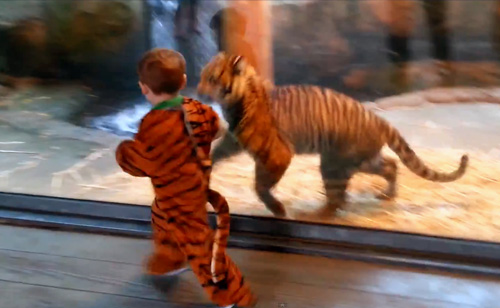 Two-Year-Old’s Tiger Costume Fools Real Tiger Cub (VIDEO)