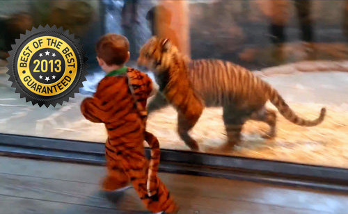 The 6 Best Animal Videos Of 2013