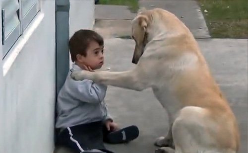 Watch This Dog Befriend A Boy With Down Syndrome