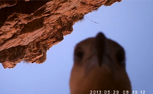 Watch Sea Eagle Steal Camera And Record Its Flight