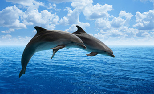 Young Dolphins Are Getting High