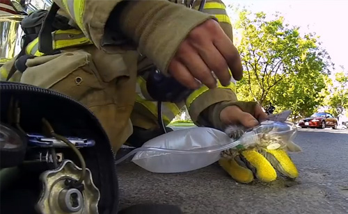 Helmet-Cam Captures Firefighter Bringing A Kitten Back To Life