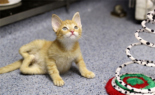 Kitten Born Unable To Walk Or Stand Gets Second Chance (VIDEO)