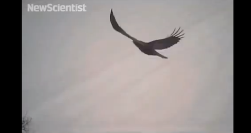 crow-falcon