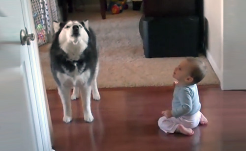 Husky Sings With Baby