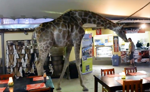 Giraffe Strolls Through Restaurant 