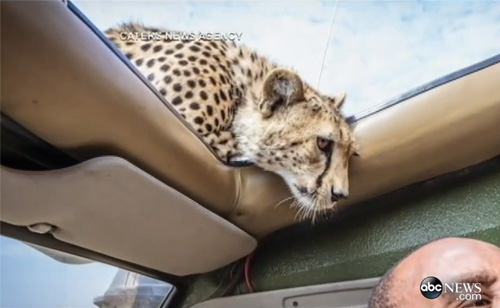 Cheetah Plays Peek-a-Boo During Safari