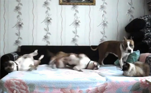 What Happens When The Dog Is Left At Home (VIDEO)