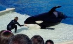 California and New York Seek To Ban Orca Shows