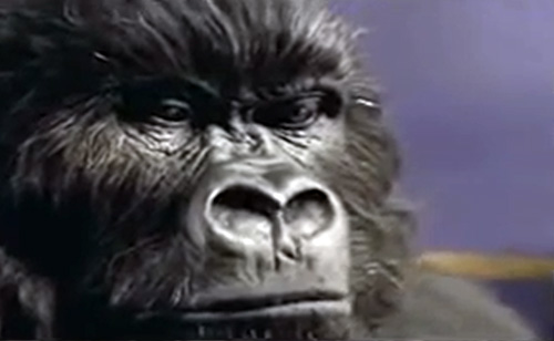 Cadbury’s Classic Gorilla Ad From 2007 (VIDEO)