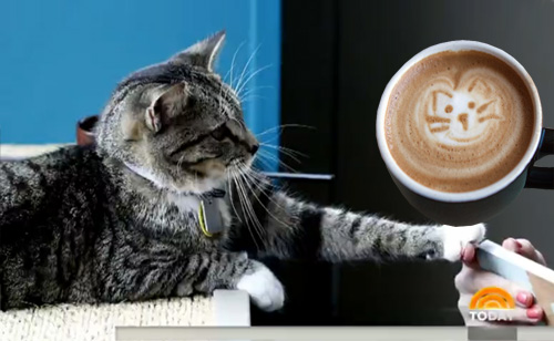 Purr-fect Together: ‘Cat Cafe’ Opens In New York City (VIDEOS)