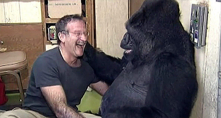 In Memoriam: Robin Williams & Koko The Gorilla Have A Tickle Fight – Video