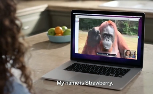 AMAZING! Orangutan Asks Girl For Help in Sign Language (VIDEO)