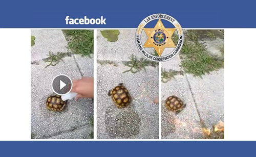 2 Florida Teens Arrested For Torturing Rare Tortoise