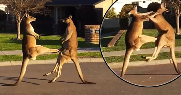 Watch 2 Kangaroos Slug It Out On A Suburban Street