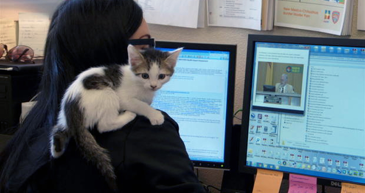 Library For Cat Lovers Doesn’t Have A Single Book – VIDEO