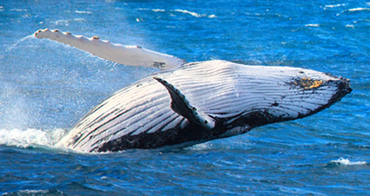 Humpback Whale Shows AMAZING Appreciation After Being Freed From Nets – VIDEO