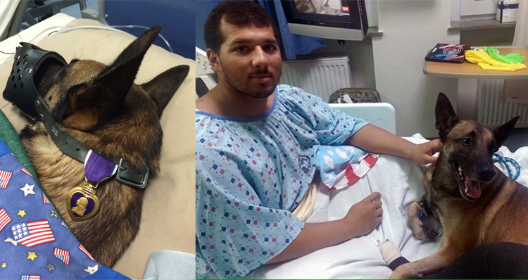 Photos Of Hospitalized Soldier And His Military Dog With Purple Heart Going Viral