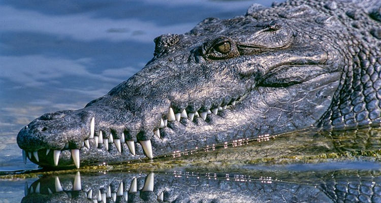 alligator-swamp-drain