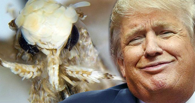 Trump-Moth